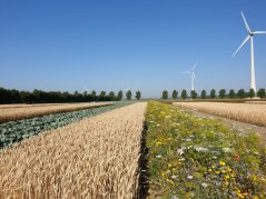 The pilot site in Lelystad, christened 'Farm of the Future', shows that monoculture does not have to be the norm. (Photo: Fogelina Cuperus)