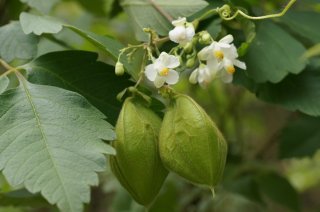 Vruchten van de ballonrank Cardiospermum grandiflorum (Foto Wikimedia Commons, Tatters)