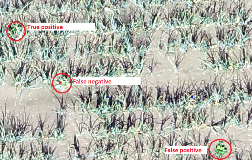 Figuur 1 Een zoom-in van een dronebeeld ter illustratie. Links boven een True positive (dat wil zeggen een distel die correct gedetecteerd is), schuin daaronder een false negative (dat wil zeggen een distel die over het hoofd gezien is), rechts onder een false positive (dat wil zeggen de detectie van een distel die in werkelijkheid geen distel is), niet met een rode rand aangegeven is rechtsboven een true negative in beeld (er is daar een ander onkruid en die is ook niet als distel gedetecteerd). De blauwe punten zijn de noordwest hoeken van de beelden de geclassificeerd zijn als distel bevattend. Figuur 1 Een zoom-in van een dronebeeld ter illustratie. Links boven een True positive (dat wil zeggen een distel die correct gedetecteerd is), schuin daaronder een false negative (dat wil zeggen een distel die over het hoofd gezien is), rechts onder een false positive (dat wil zeggen de detectie van een distel die in werkelijkheid geen distel is), niet met een rode rand aangegeven is rechtsboven een true negative in beeld (er is daar een ander onkruid en die is ook niet als distel gedetecteerd). De blauwe punten zijn de noordwest hoeken van de beelden de geclassificeerd zijn als distel bevattend.