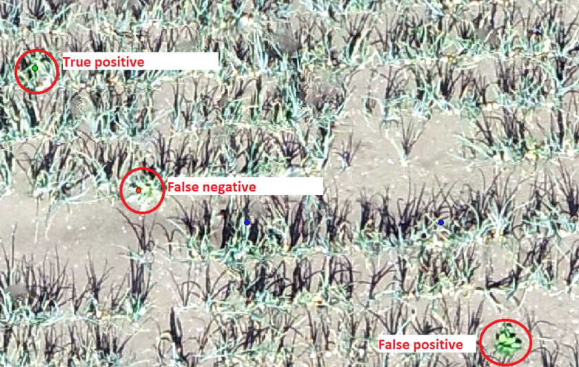   Figuur 1 Een zoom-in van een dronebeeld ter illustratie. Links boven een True positive (dat wil zeggen een distel die correct gedetecteerd is), schuin daaronder een false negative (dat wil zeggen een distel die over het hoofd gezien is), rechts onder een false positive (dat wil zeggen de detectie van een distel die in werkelijkheid geen distel is), niet met een rode rand aangegeven is rechtsboven een true negative in beeld (er is daar een ander onkruid en die is ook niet als distel gedetecteerd). De blauwe punten zijn de noordwest hoeken van de beelden de geclassificeerd zijn als distel bevattend.