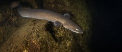A silver eel: an eel that reached its 'puberty' phase and starts its migration towards sea