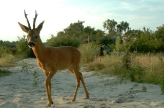 Saferoad will help establish a sustainable green infrastructure across Europe, by identifying cost-efficient and ecologically-effective mitigation strategies and maintenance practices to reduce road-wildlife conflicts.