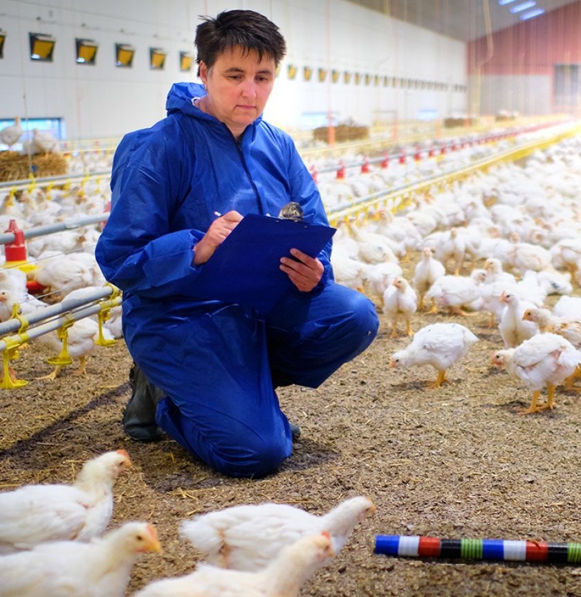 Ingrid de Jong doing broiler research