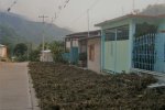 Drying a farmer&rsquo;s bean harvest on the street